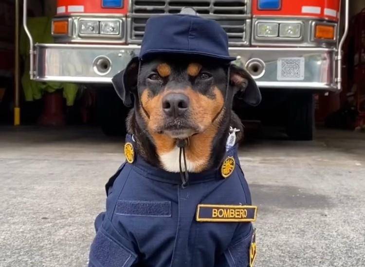 Bomberos le dan el último adiós al perro Cloro