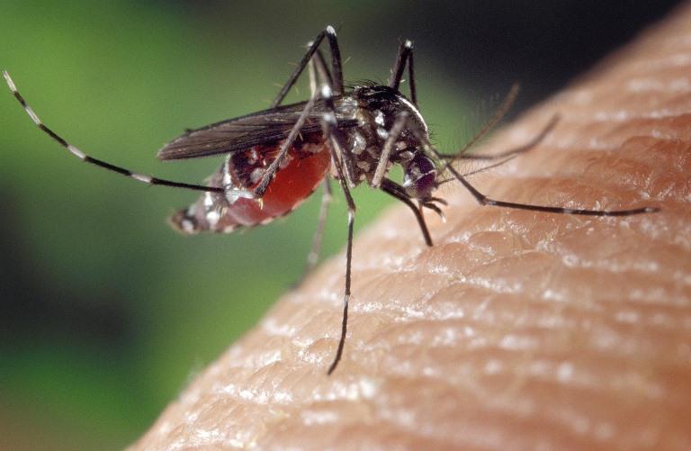 ML | El mosquito que transmite el dengue es el Aedes aegypti.