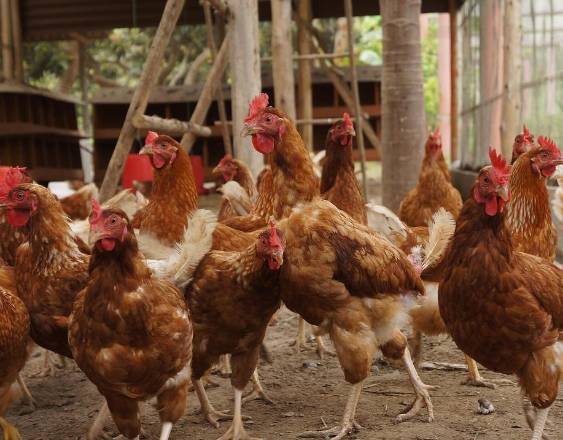 ML | Unas gallinas en una finca del interior del país, son criadas para el consumo humano.