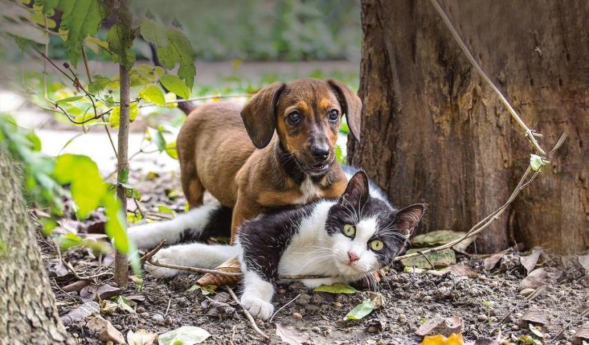 Incursiona el seguro de mascotas en Panamá