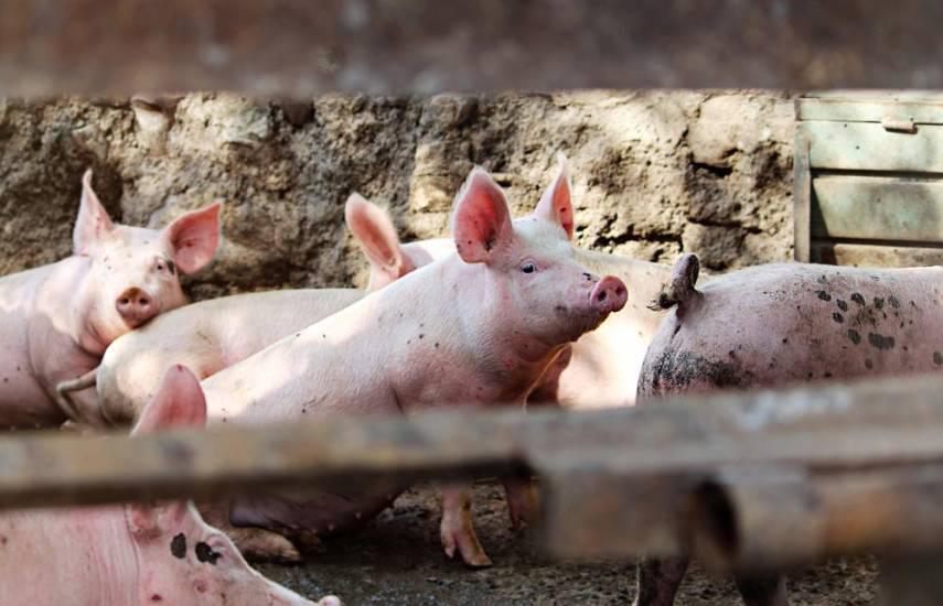 Distribuidores de Víveres: Hay desabastecimiento de carne de cerdo.