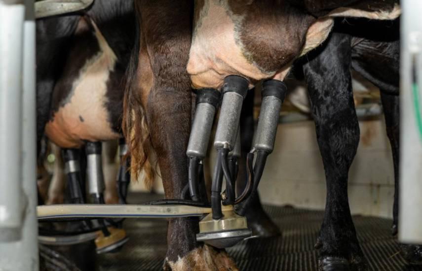 Ganaderos estiman que la producción de leche podría disminuir 15%