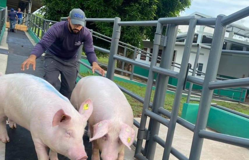 Porcinocultores aseguran que hay abastecimiento de carne de cerdo