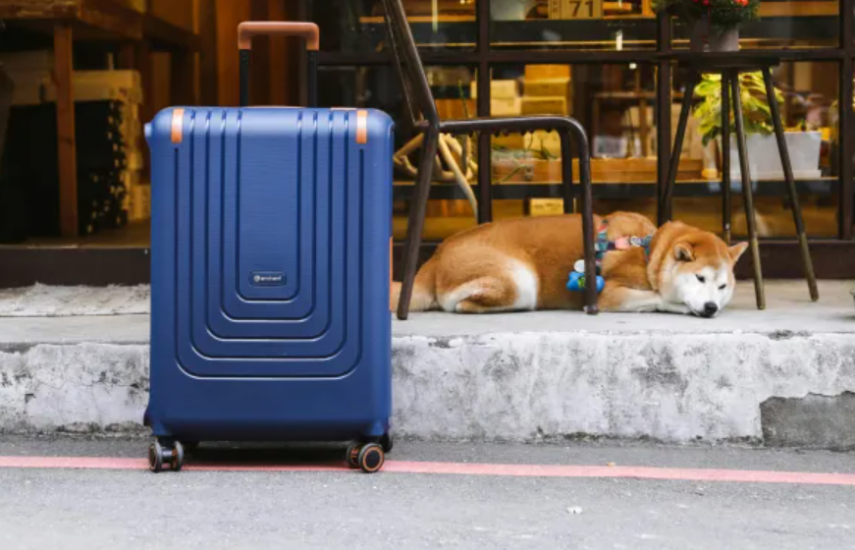 Viajes con mascotas, un destino con grandes retos