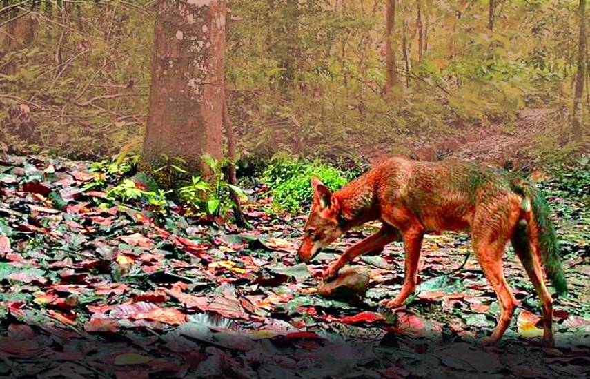 Ilustrativa | Un coyote en el bosque. Estos animales en los entornos urbanos prefieren cazar de noche, pero se le ha visto con frecuencia al finalizar la tarde.