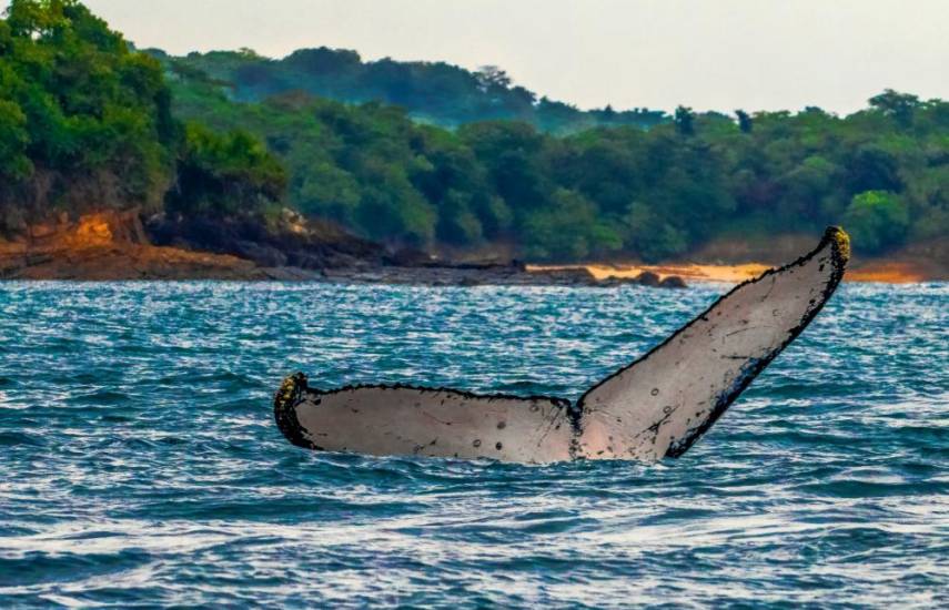 Ballenas llegan del Pacífico Sur para dar a luz a sus crías