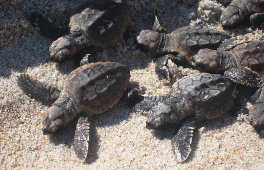 Temporada de nacimientos de tortugas marinas