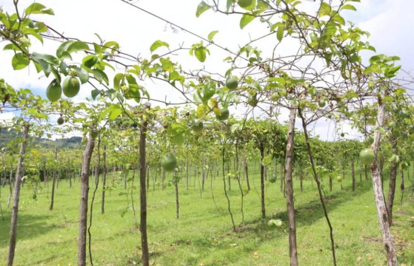 Impulsan producción de maracuyá orgánica en Panamá Oeste