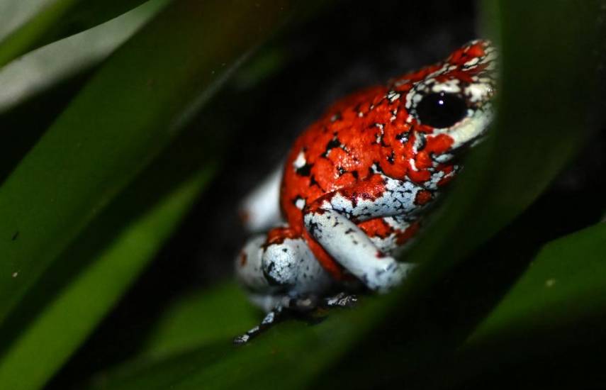 Una rana arlequín venenosa (Oophaga sylvatica) en la granja orgánica Tesoros de Colombia en Nocaima.