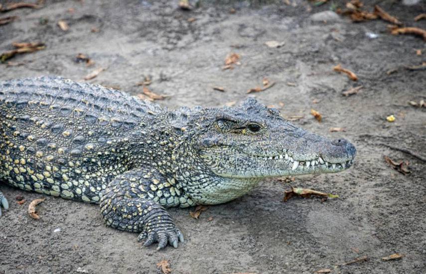 Cocodrilos no están en aumento en Panamá