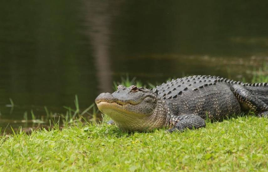 Fauna se desplaza a áreas residenciales