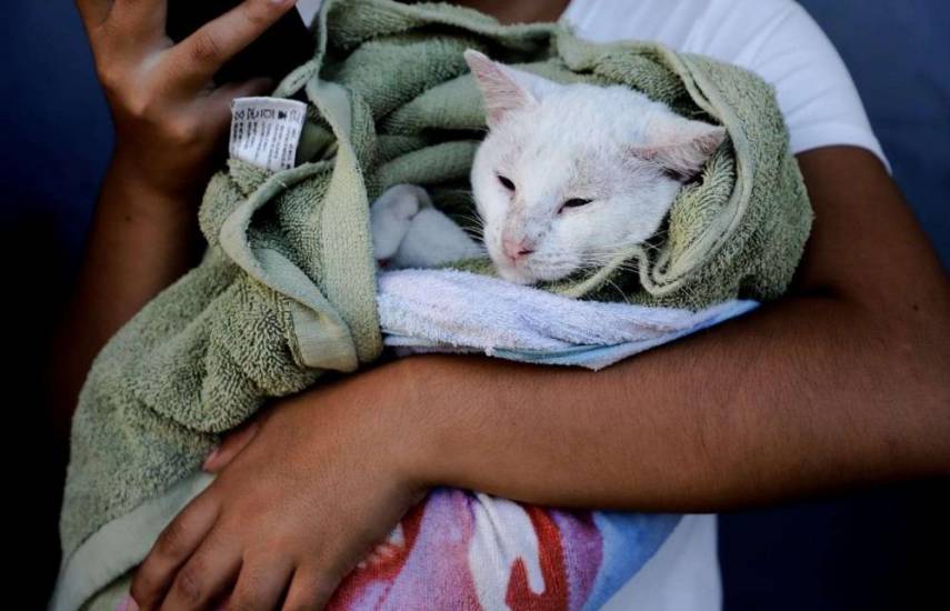 ML | Llevan un felino para esterilización.