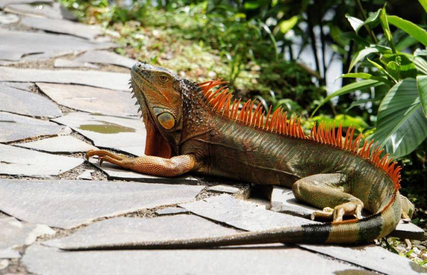 Pixabay | Iguana en el patio de una residencia.