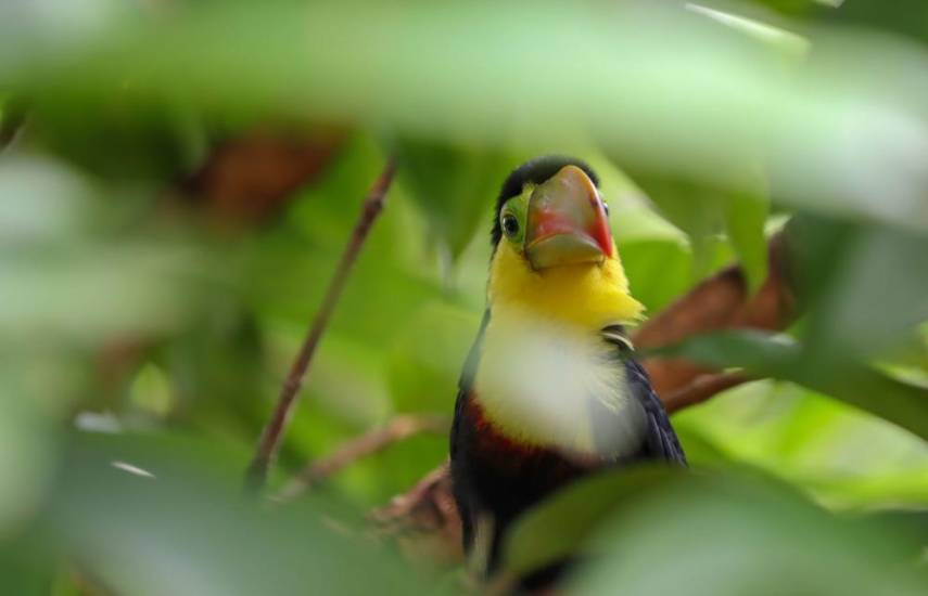 MiAmbiente: La pirotecnia representa una amenaza para las aves y biodiversidad