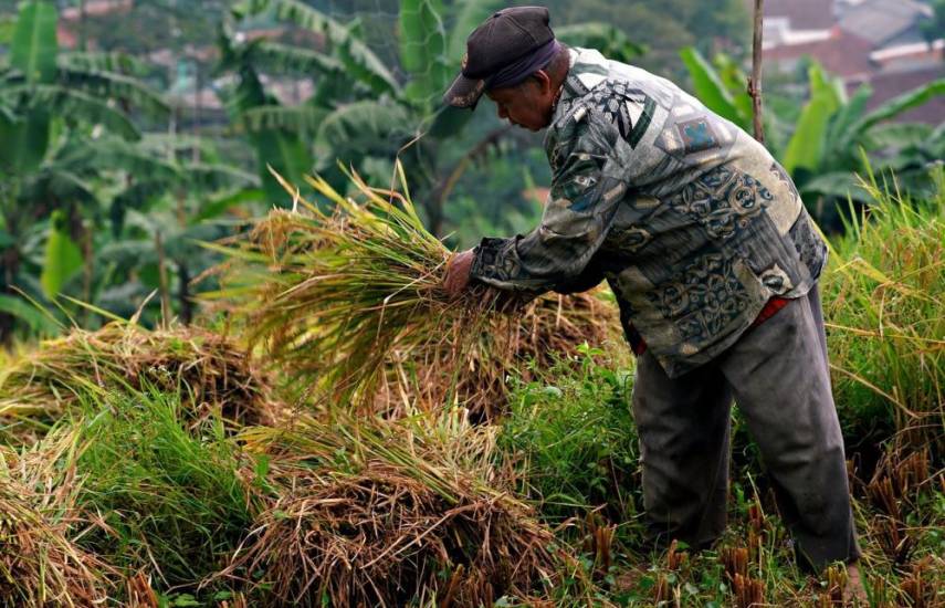 ML | Un hombre trabajando en un campo de arroz.