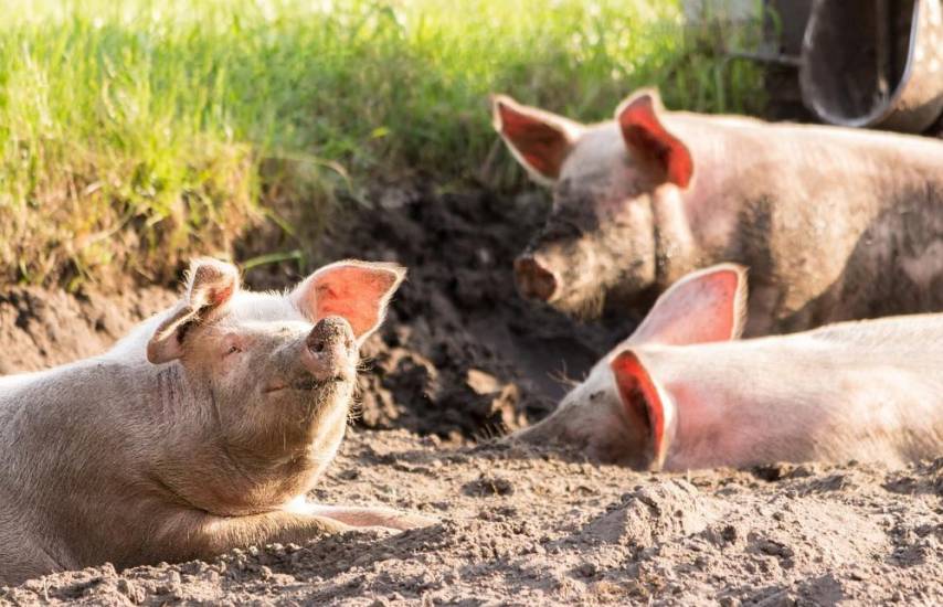 El sacrificio de ganado porcino en el país en franco crecimiento