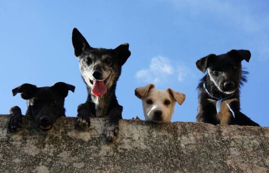 Jornada de vacunación y desparasitación de mascotas en Kuna Nega