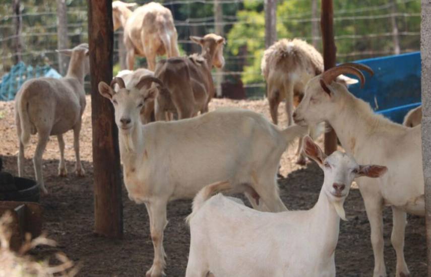 La producción y el consumo de leche de cabra crece en Panamá