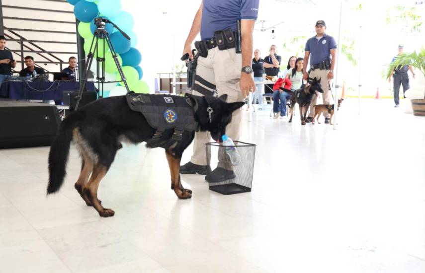 Tribunal Electoral celebra jornada “Pettopia” en honor a las mascotas