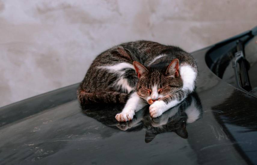 PEXELS | Un gato durmiendo sobre un auto.