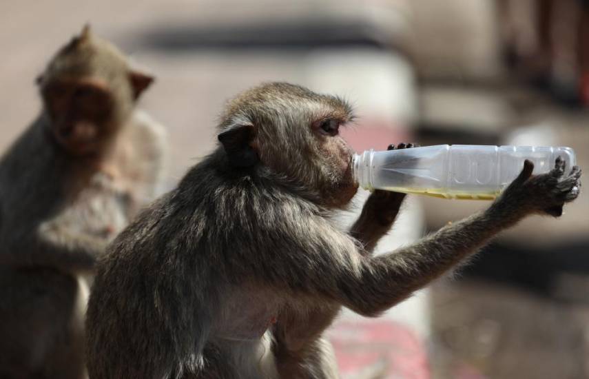 Un mono bebe de una botella de plástico frente al templo Prang Sam Yod durante el Festival anual Monkey Buffet en la provincia de Lopburi.