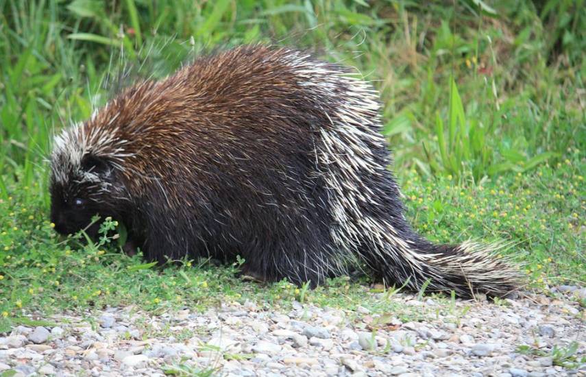 Fauna se desplaza a áreas residenciales