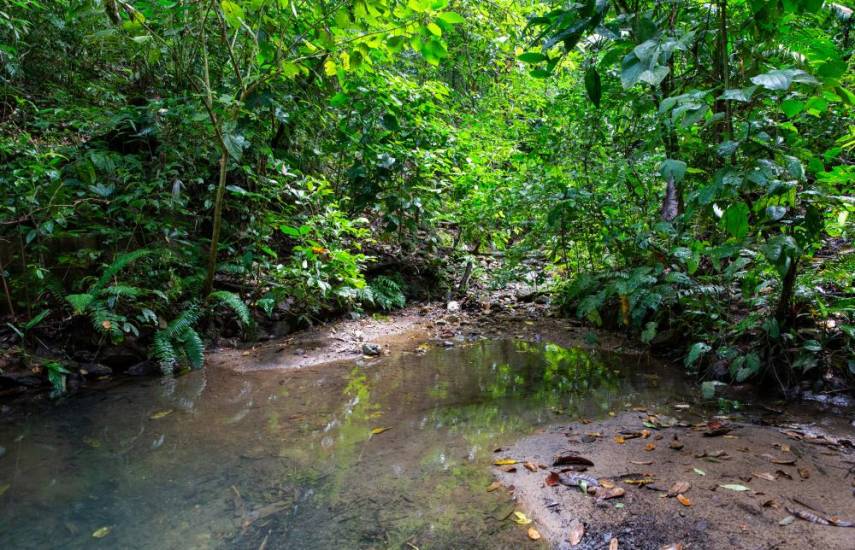 Llamado urgente para proteger los bosques