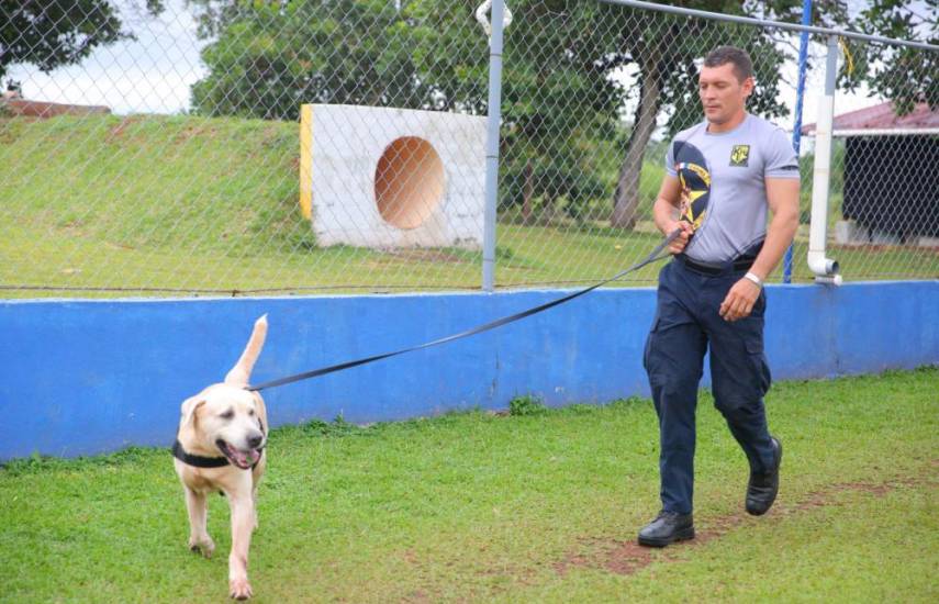 “Roy”: El perro aliado para combatir el crimen organizado