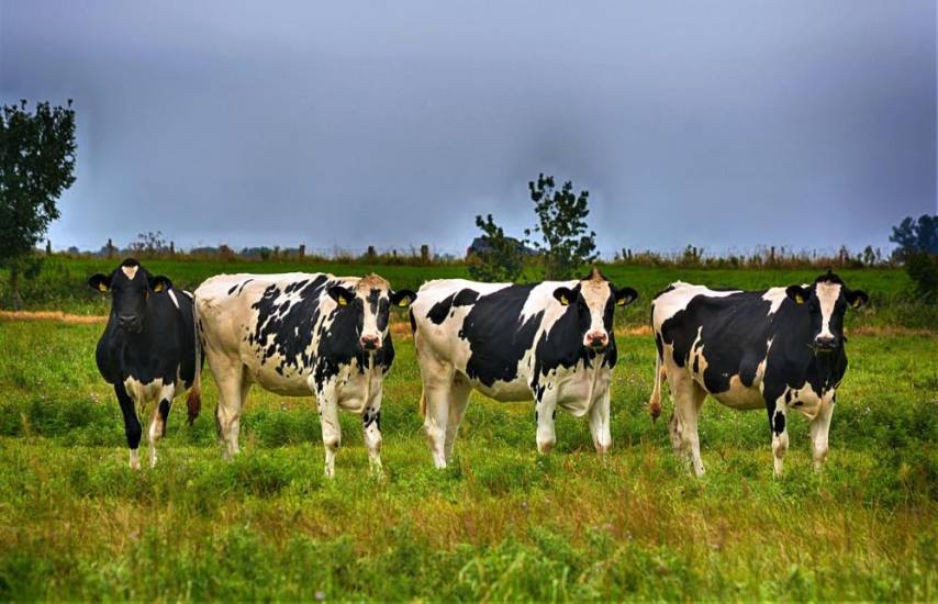 PIXABAY | Cuatro vacas lecheras en una finca en el interior del país.