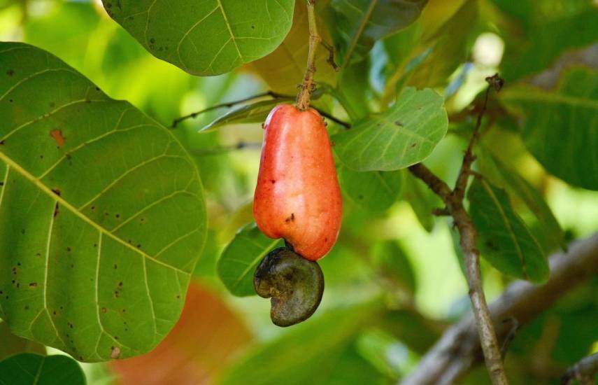 Frutas deliciosas de la época seca