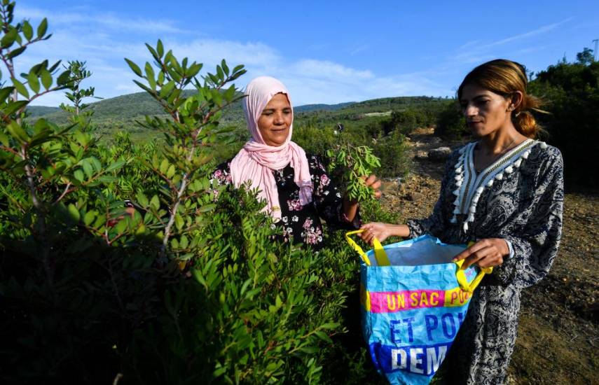 Mujeres recolectoras de plantas aromáticas lidian con la sequía en Túnez