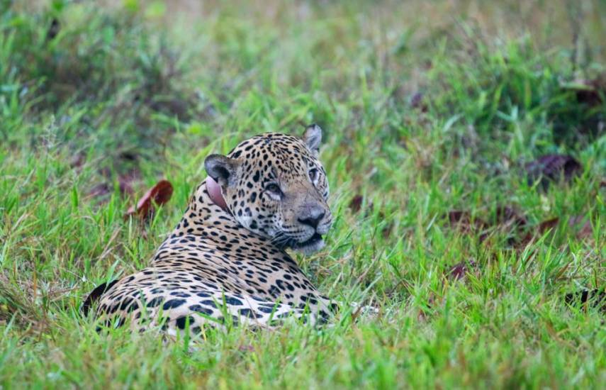 Imama, el jaguar macho grande durante su segunda captura en 2022. El equipo de Yaguará tomó la foto a unos ocho metros de distancia del jaguar en la trampa.