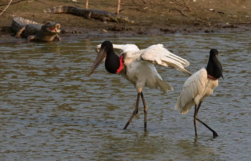 Una pareja de cigüeñas a salvo de las llamas en el Pantanal brasileño