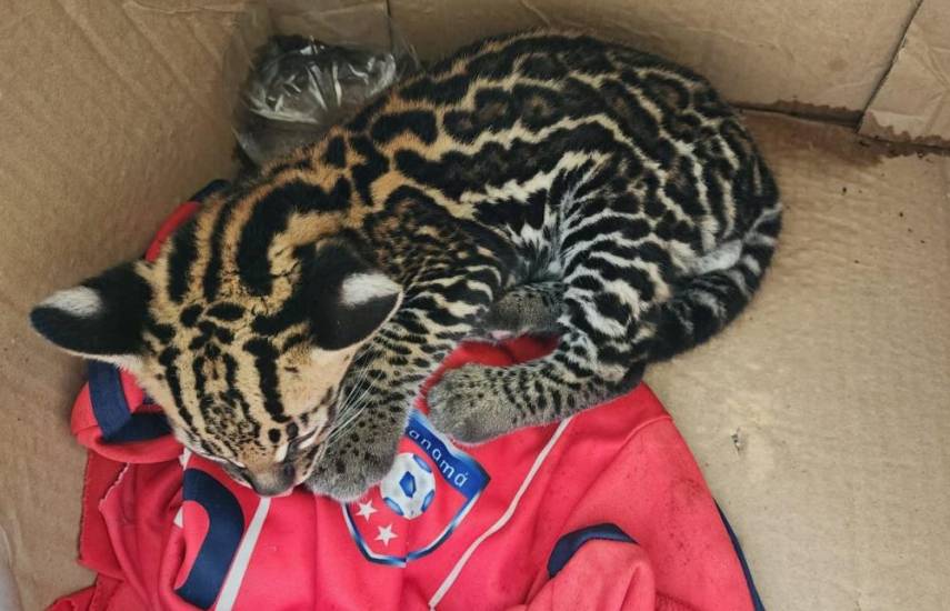 Rescatan a una cría de ocelote en Darién