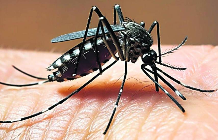 El impacto del dengue en la economía