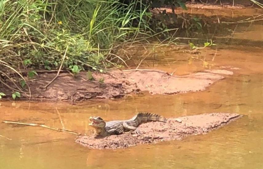 MiAmbiente toma acciones legales tras captura de un cocodrilo aguja en Colón