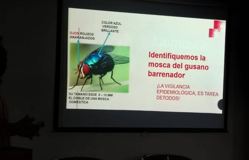 Confirman 7 casos del gusano barrenador en humanos en la región metropolitana