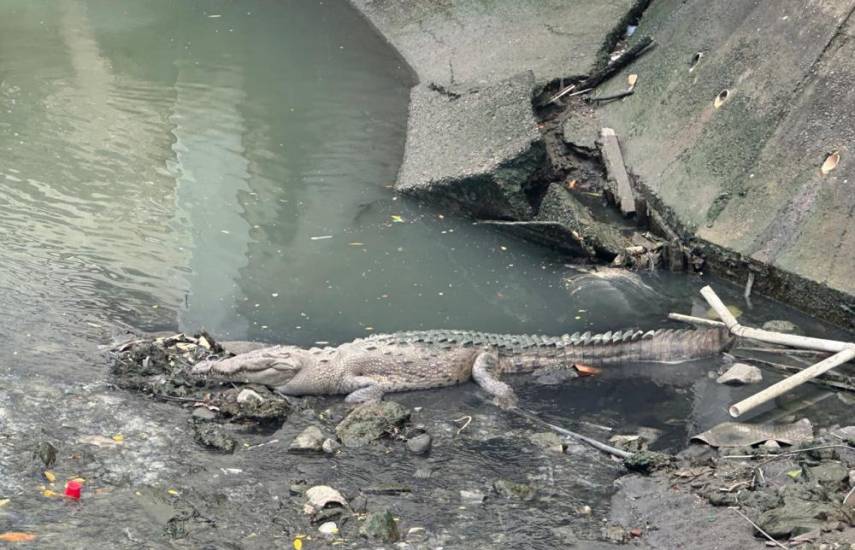 Cocodrilos no están en aumento en Panamá