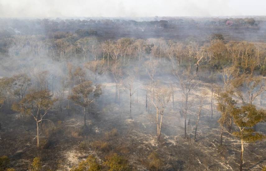 Una pareja de cigüeñas a salvo de las llamas en el Pantanal brasileño