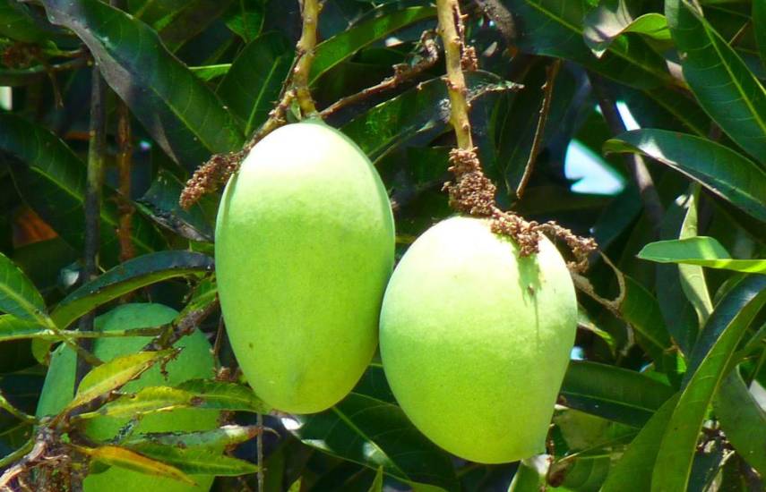 Frutas deliciosas de la época seca