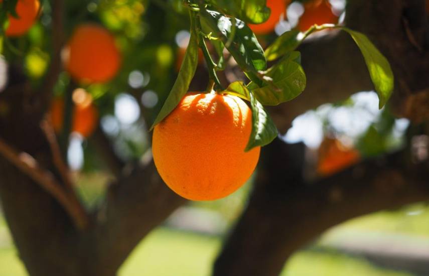 Frutas deliciosas de la época seca