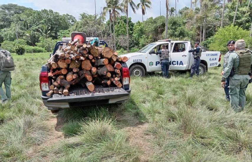 Autoridades detienen a dos hombres talando mangle en área protegida de Chame