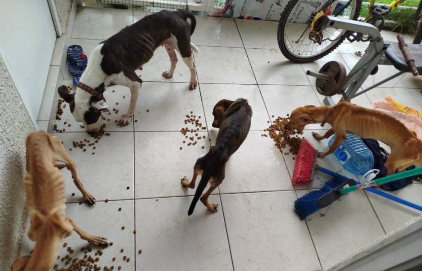 Rescatan a cuatro canes en condiciones precarias en Pacora