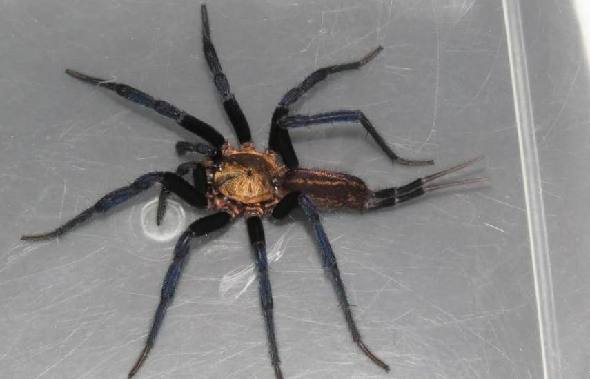 Nueva araña hallada en Panamá es la primera de Centroamérica