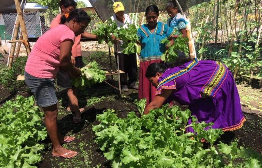 ML | Mujeres de la Red de Oportunidades de Divalá, en Chiriquí, cosechan productos de su siembra.