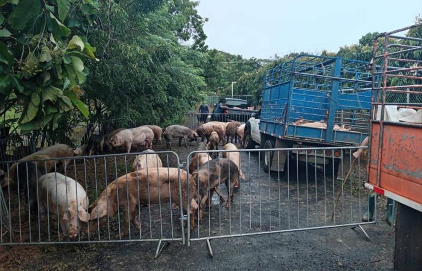 ML | Los productores de cerdo afectados por el desborde del río La Villa.