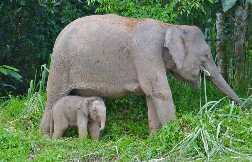 Apenas queda un millar de elefantes de Borneo, advierte organismo de conservación