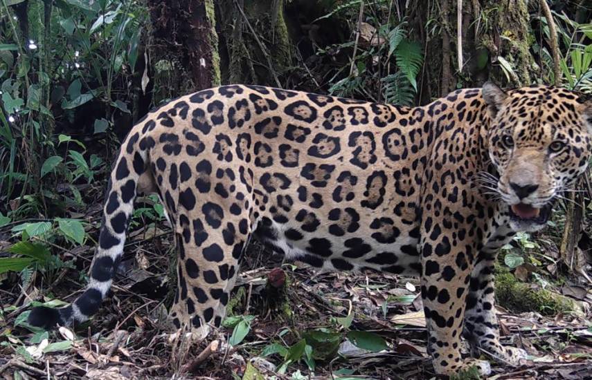 ML | Un jaguar capturado con una cámara trampa.