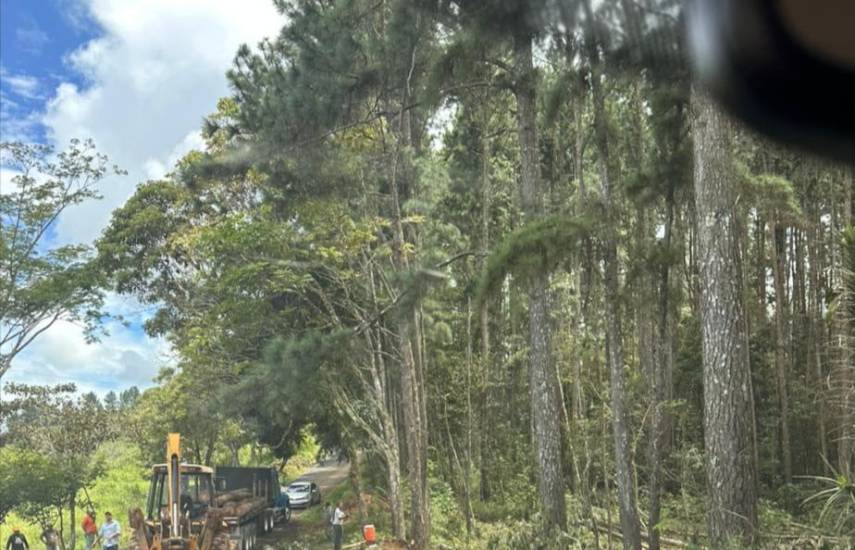 MiAMBIENTE confirmó que la extracción de Pino caribe en Las Minas es legal