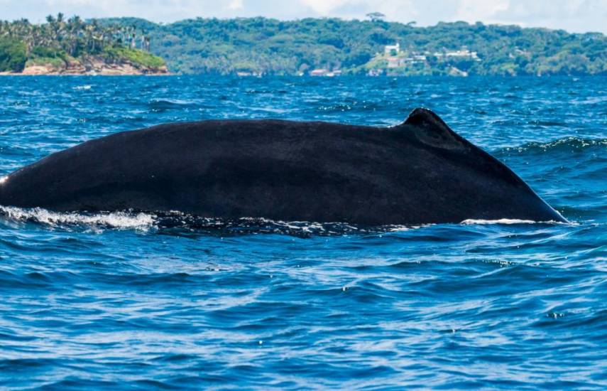 Ballenas llegan del Pacífico Sur para dar a luz a sus crías